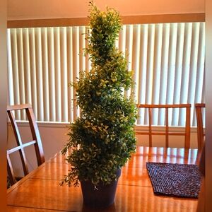 Lifelike Boxwood spiral topiary.